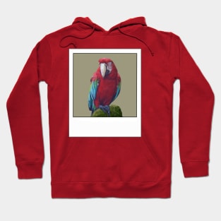 Scarlet Macaw- Digital illustration Hoodie